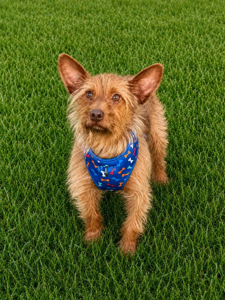Benji