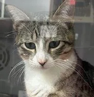 An adult medium-sized male Domestic Short Hair cat named Kingfisher for adoption in Anoka, MN