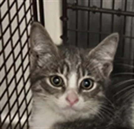 A baby medium-sized female Domestic Short Hair cat named July for adoption in Los Angeles, CA