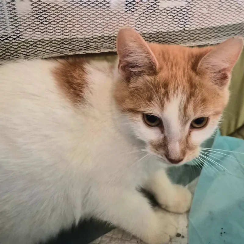 A baby small-sized male Orange / Red Domestic Short Hair cat named Wellington Myers for adoption in Woodstock, VA