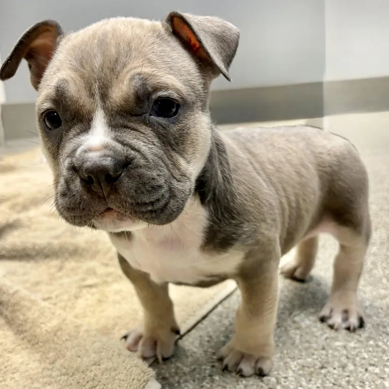 A baby medium-sized female American Bulldog dog named Friday for adoption in Whitehall, PA