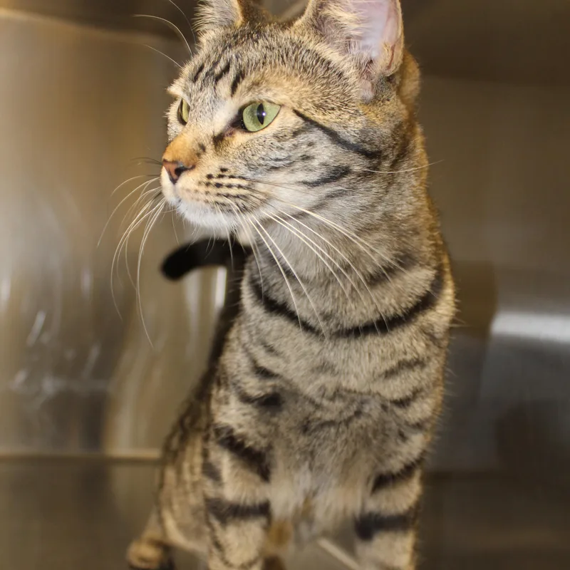 A young medium-sized female Tabby (Gray / Blue / Silver) Domestic Short Hair cat named Pearl for adoption in Yucca Valley, CA
