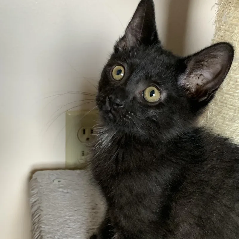 Leo