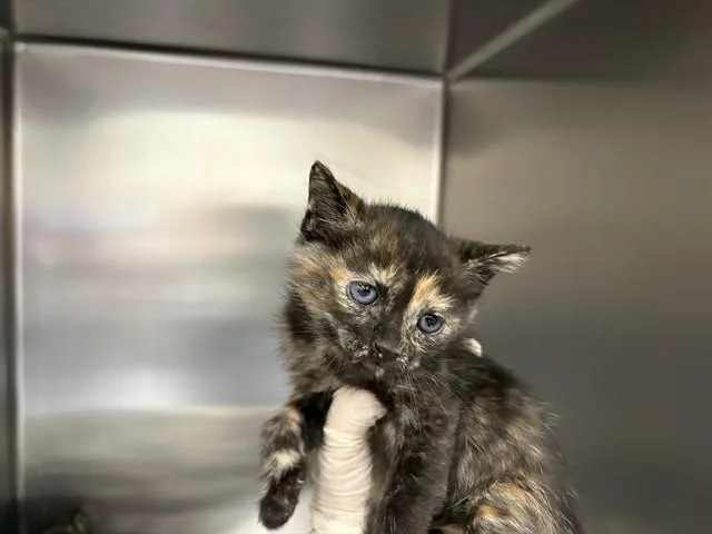 A young small-sized female Domestic Short Hair cat named Thelma for adoption in Thousand Palms, CA
