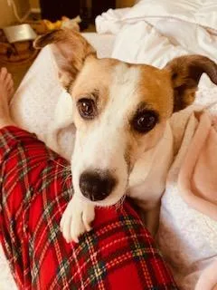 An adult small-sized female Jack Russell Terrier dog named Betty for adoption in Moorpark, CA