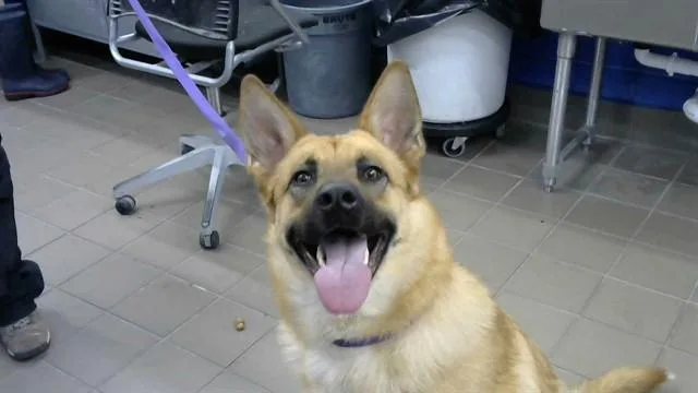 A young small-sized female German Shepherd Dog dog named Marg for adoption in Albuquerque, NM
