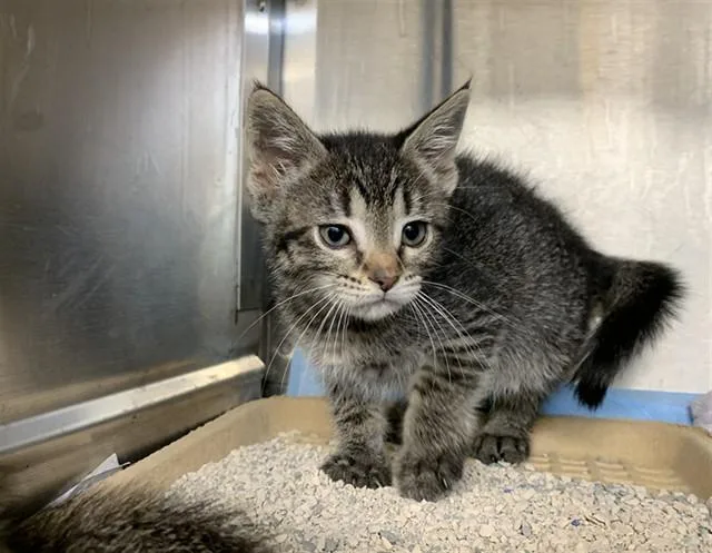A baby small-sized female Domestic Short Hair cat named Trinity for adoption in Grand Prairie, TX