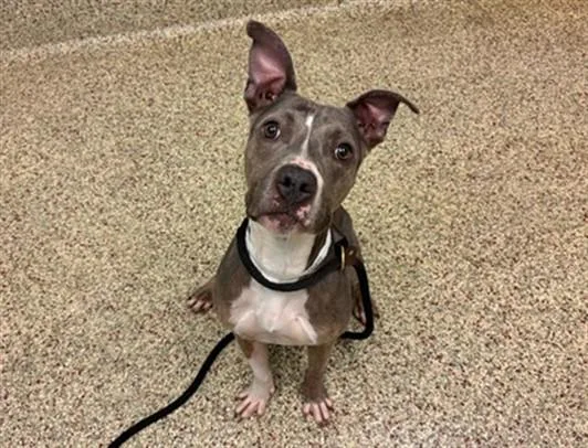 An adult medium-sized female Pit Bull Terrier dog named Carrie Anne for adoption in Colorado Springs, CO