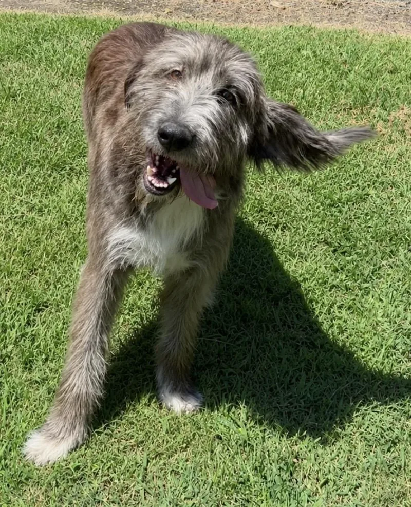 A baby large-sized male Brindle Irish Wolfhound dog named Buddy for adoption in Wagoner, OK