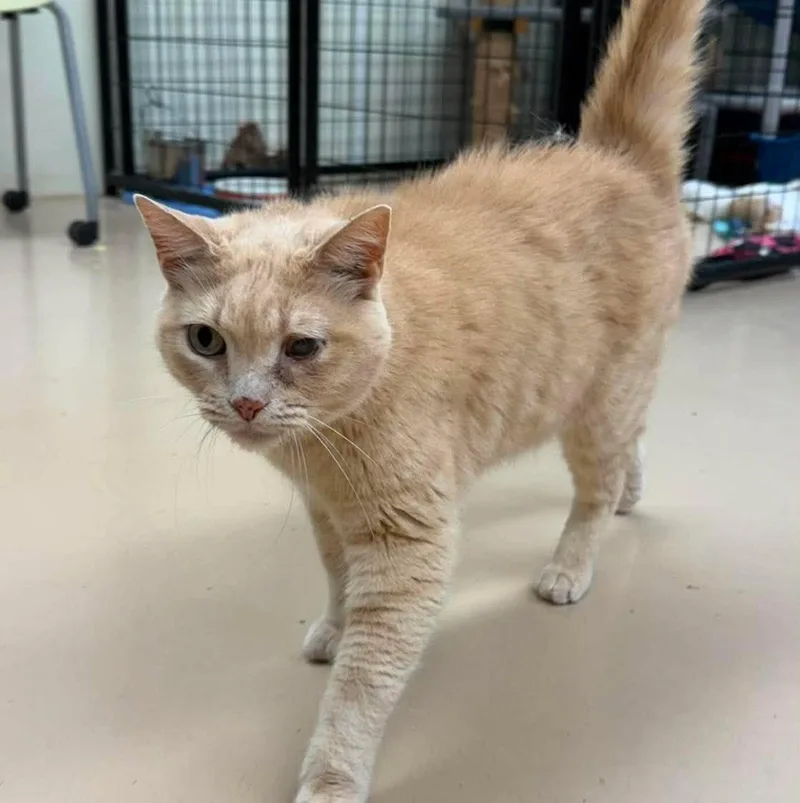 A senior medium-sized male Tabby (Orange / Red) Domestic Short Hair cat named Rudy for adoption in Maryville, MO