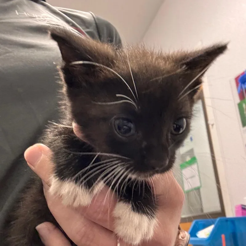 A baby small-sized male Black Domestic Short Hair cat named Fig for adoption in Tampa, FL