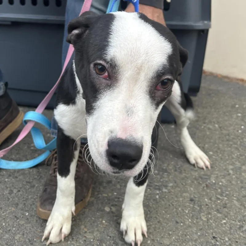 A young small-sized female Black Pit Bull Terrier dog named Bessie for adoption in Point Richmond, CA