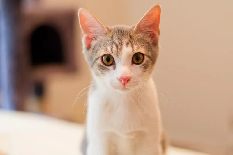 A baby medium-sized male Domestic Short Hair cat named Gravel for adoption in Hot Springs, AR
