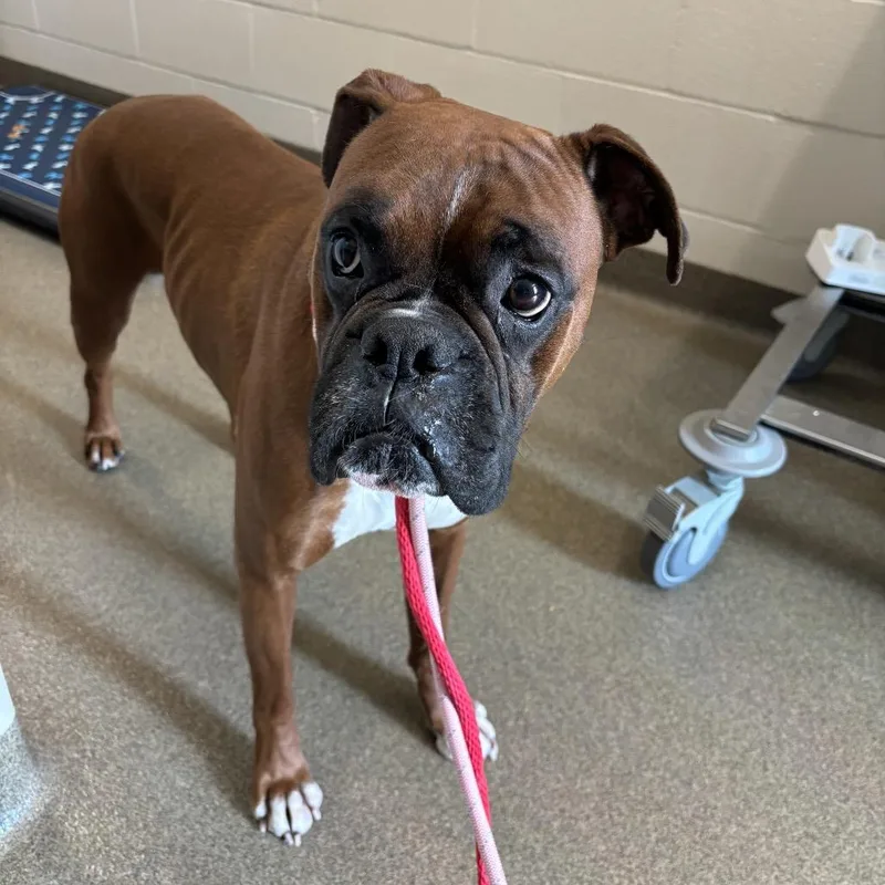 An adult large-sized male Brown / Chocolate Boxer dog named Trigger for adoption in Council Bluffs, IA