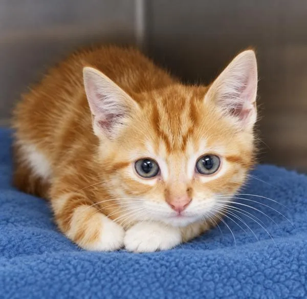 A baby small-sized male Domestic Short Hair cat named Spice for adoption in Lafayette, LA