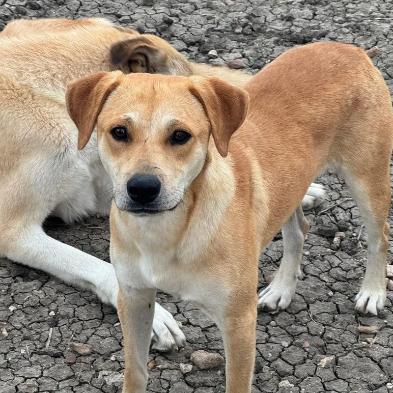 An adult small-sized male Yellow / Tan / Blond / Fawn Terrier dog named Benny for adoption in San Antonio, TX