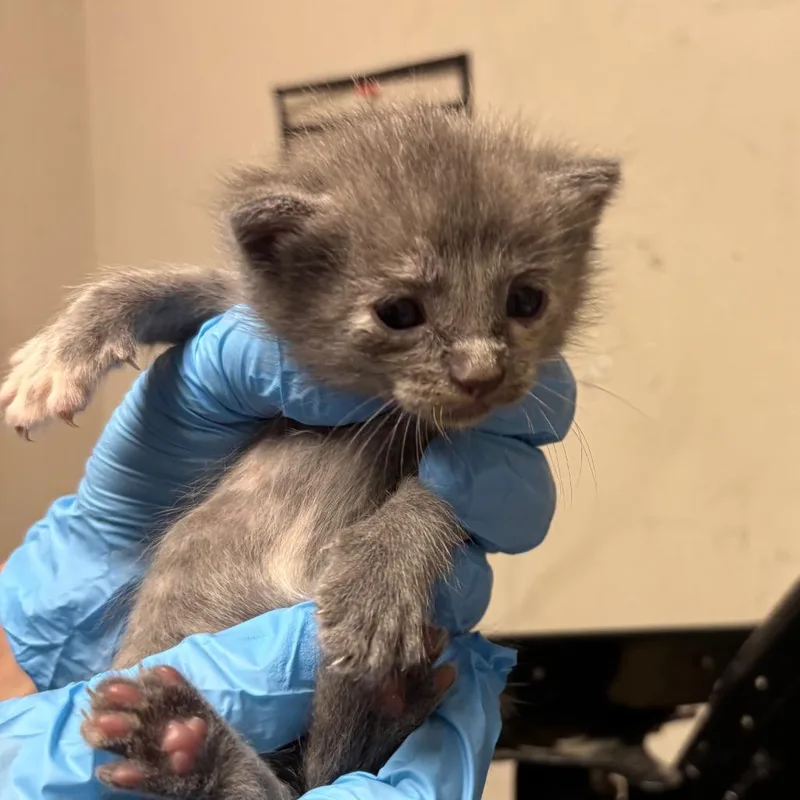 A baby small-sized female Gray / Blue / Silver Domestic Short Hair cat named Dime for adoption in Yuma, AZ