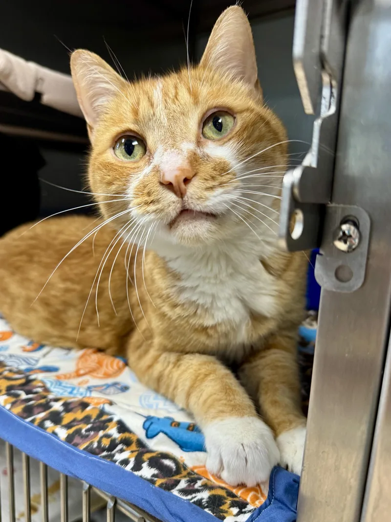 A senior large-sized male Domestic Short Hair cat named Miyagi for adoption in Midland, MI