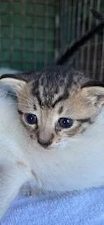 A baby small-sized female Domestic Short Hair cat named Widdle for adoption in Honolulu, HI