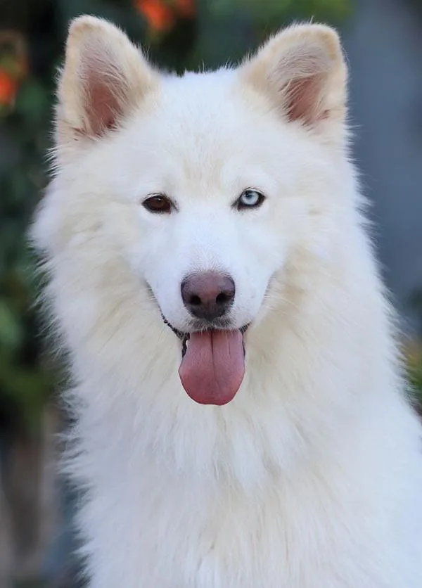A young large-sized male White / Cream German Shepherd Dog dog named Ghost von Gerzen for adoption in Los Angeles, CA