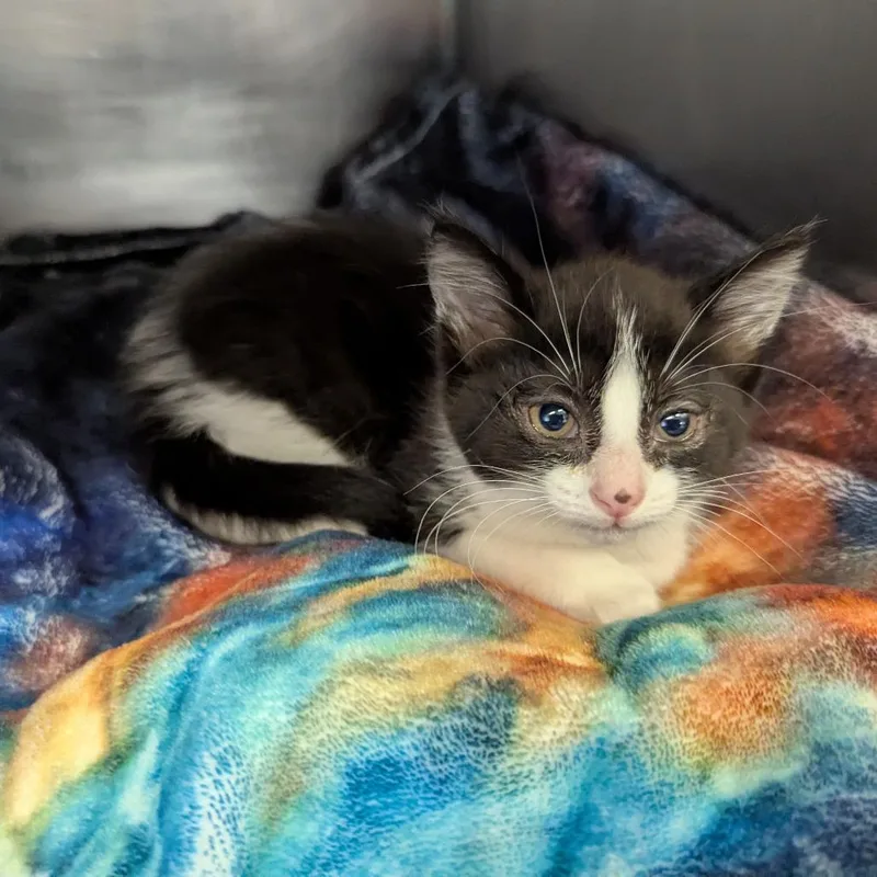 A baby small-sized female Black Domestic Short Hair cat named Suzie for adoption in Marysville, OH