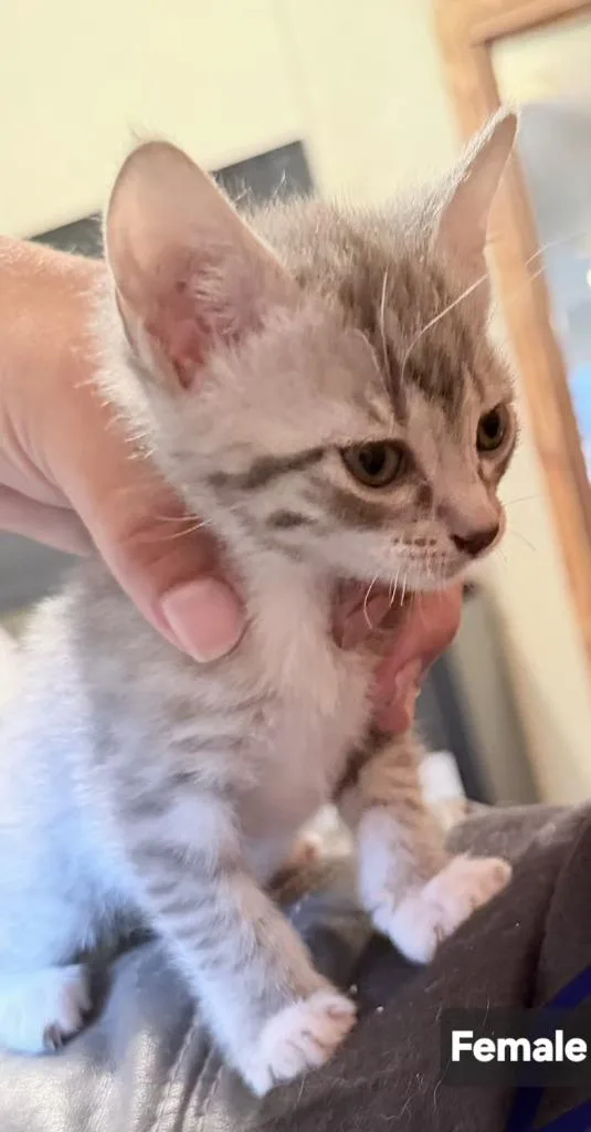 A baby small-sized female Domestic Short Hair cat named Teeny for adoption in Darien, GA