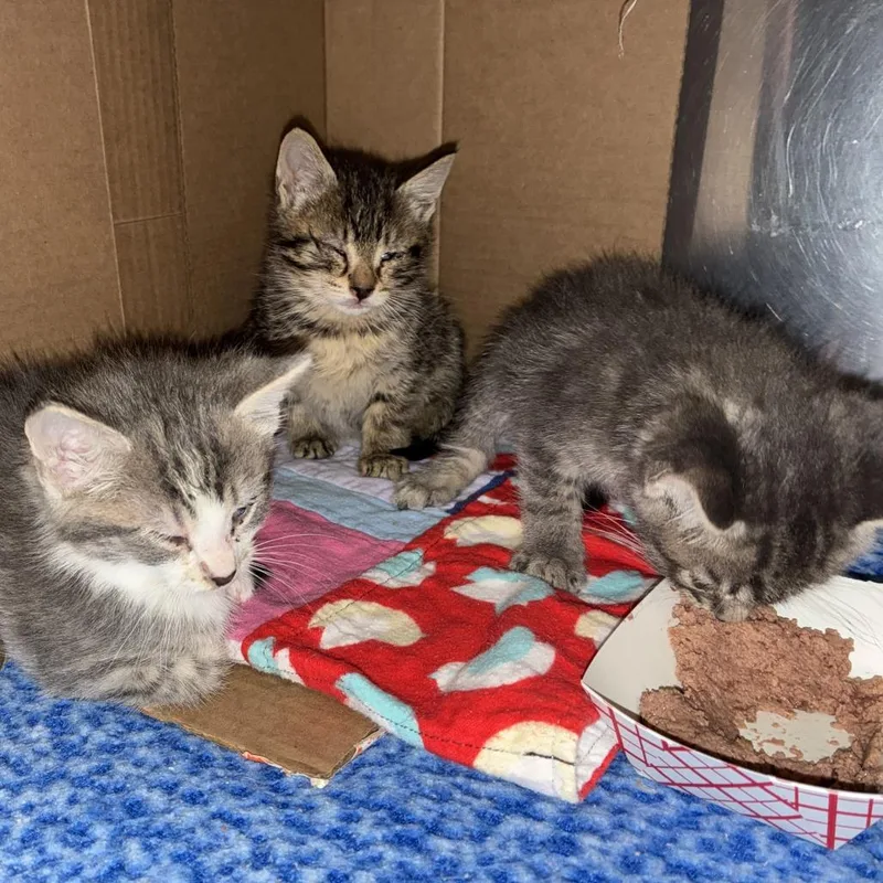 A baby small-sized female Gray / Blue / Silver Domestic Short Hair cat named Crackle for adoption in Windsor, VA