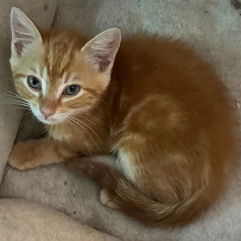 A baby small-sized male Domestic Short Hair cat named Cheddar Bay Biscuit for adoption in Cumming, GA