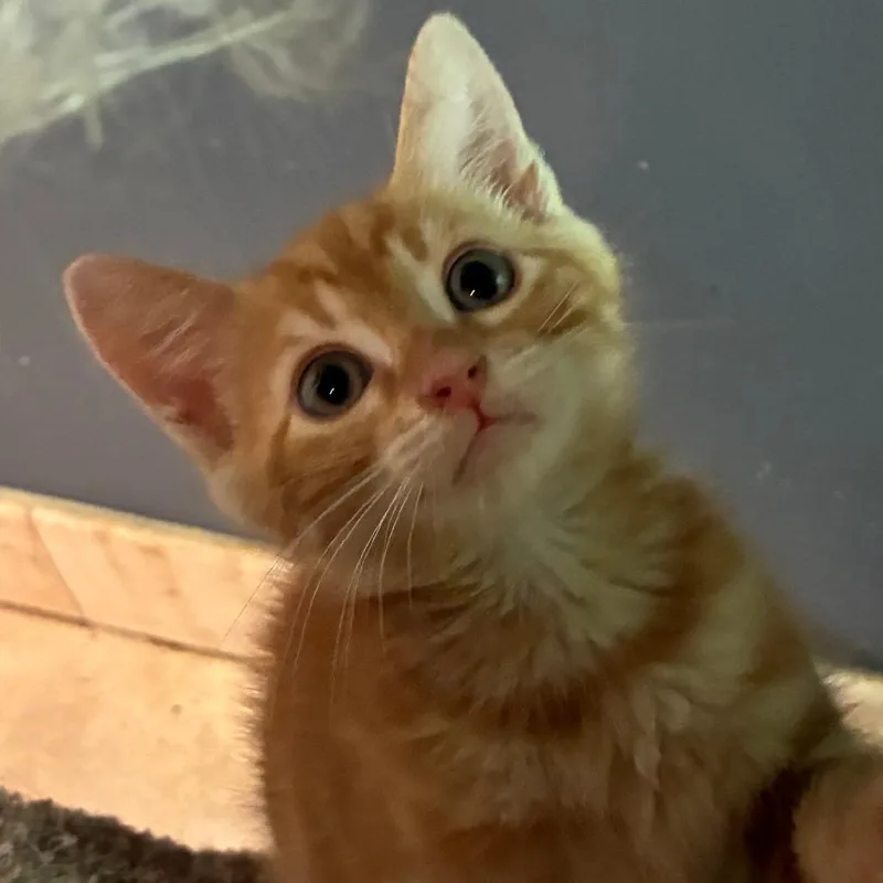 Cheddar Bay Biscuit thumbnail 5