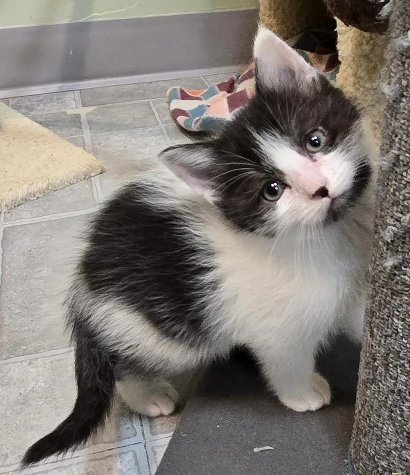A baby medium-sized female Domestic Short Hair cat named Mercyno Longer Accepting Apps for adoption in Minneapolis, MN