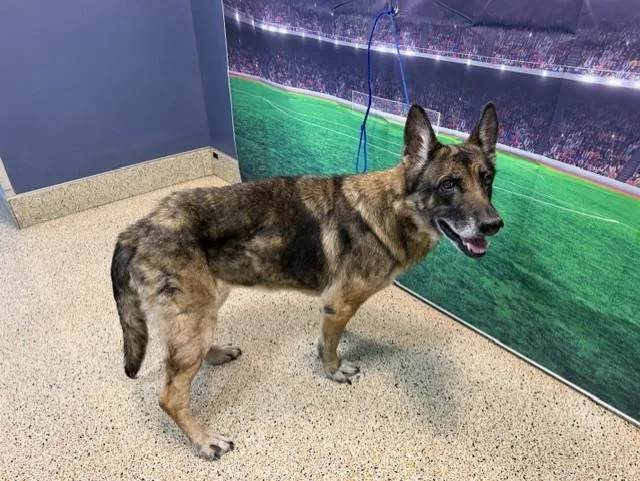 A senior large-sized female German Shepherd Dog dog named Gina for adoption in Miami, FL