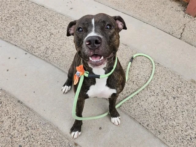 An adult large-sized female Pit Bull Terrier dog named Sherbet for adoption in Phoenix, AZ