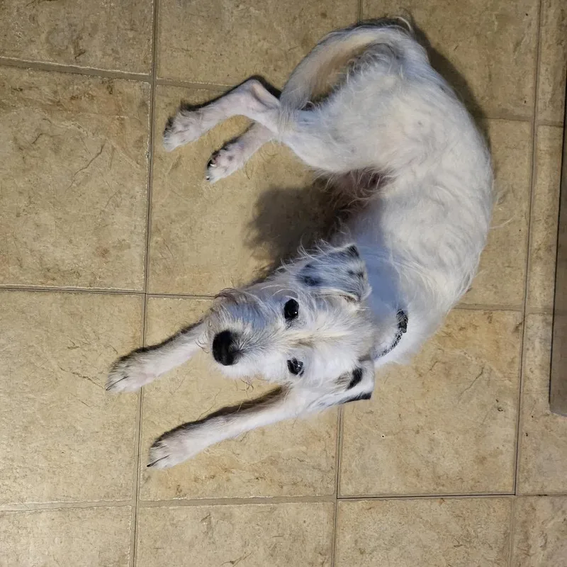 A senior small-sized male Jack Russell Terrier dog named Casper for adoption in Tunkhannock, PA