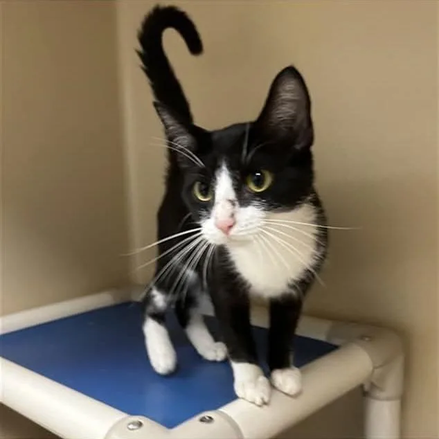 A baby medium-sized female Black Domestic Short Hair cat named Cinderella for adoption in Mooresville, NC