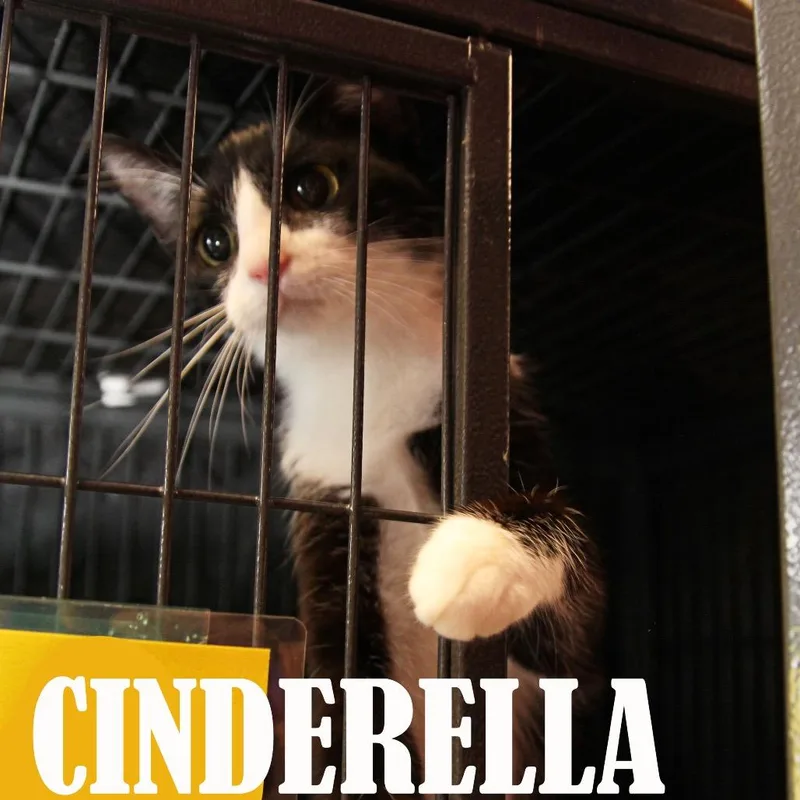 Cinderella thumbnail 2