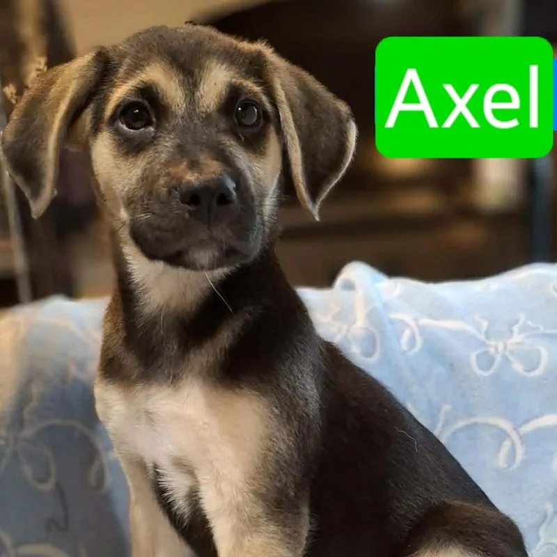 A baby medium-sized male Black German Shepherd Dog dog named Axel for adoption in Alexandria, VA