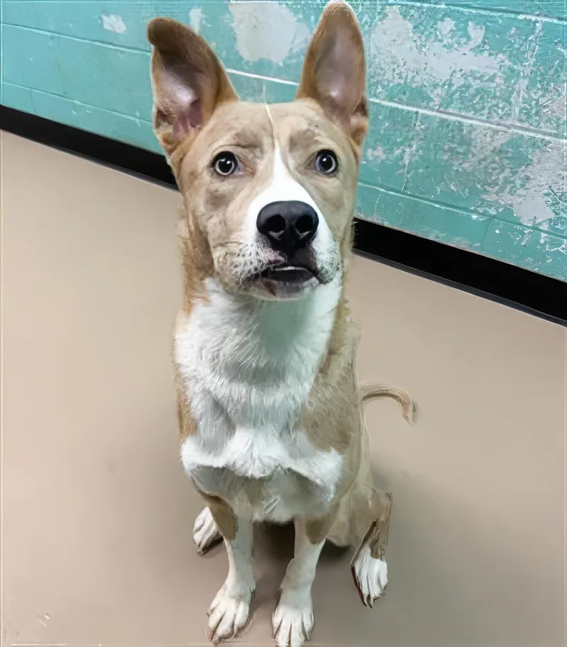 An adult medium-sized female Yellow / Tan / Blond / Fawn Mixed Breed dog named Mirage for adoption in Nashville, TN