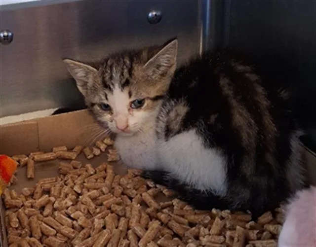 A baby small-sized female Domestic Short Hair cat named Bmo for adoption in Chula Vista, CA