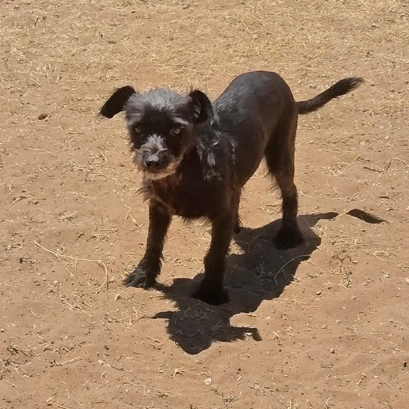 An adult small-sized female Black Terrier dog named Melanie for adoption in Oxford, ME