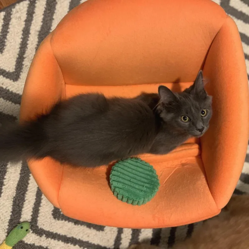 A baby medium-sized male Gray / Blue / Silver Domestic Long Hair cat named Applejack for adoption in Gibsonia, PA