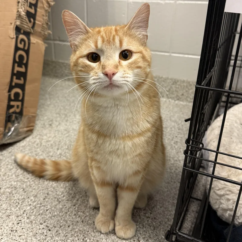 An adult medium-sized male Domestic Short Hair cat named Tyson for adoption in Kearney, NE