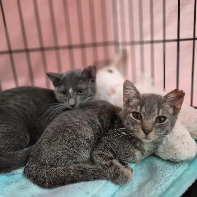 A baby small-sized male Gray / Blue / Silver Domestic Short Hair cat named Royce for adoption in Bismarck, ND