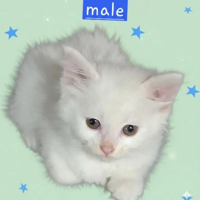 A baby small-sized male White Domestic Long Hair cat named Fuzzie for adoption in Kittanning, PA