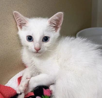 A baby medium-sized male Domestic Short Hair cat named September for adoption in Sacramento, CA