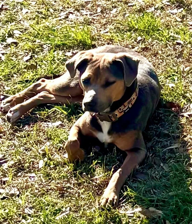 An adult medium-sized female Hound dog named Deena for adoption in Syracuse, NY