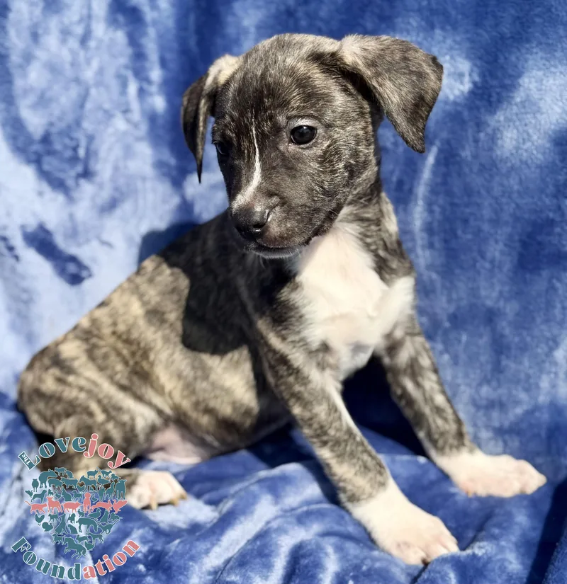A baby medium-sized male Brindle Border Collie dog named Liberty Litter Coh for adoption in Inglewood, CA