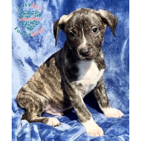 Liberty Litter Coh thumbnail 2