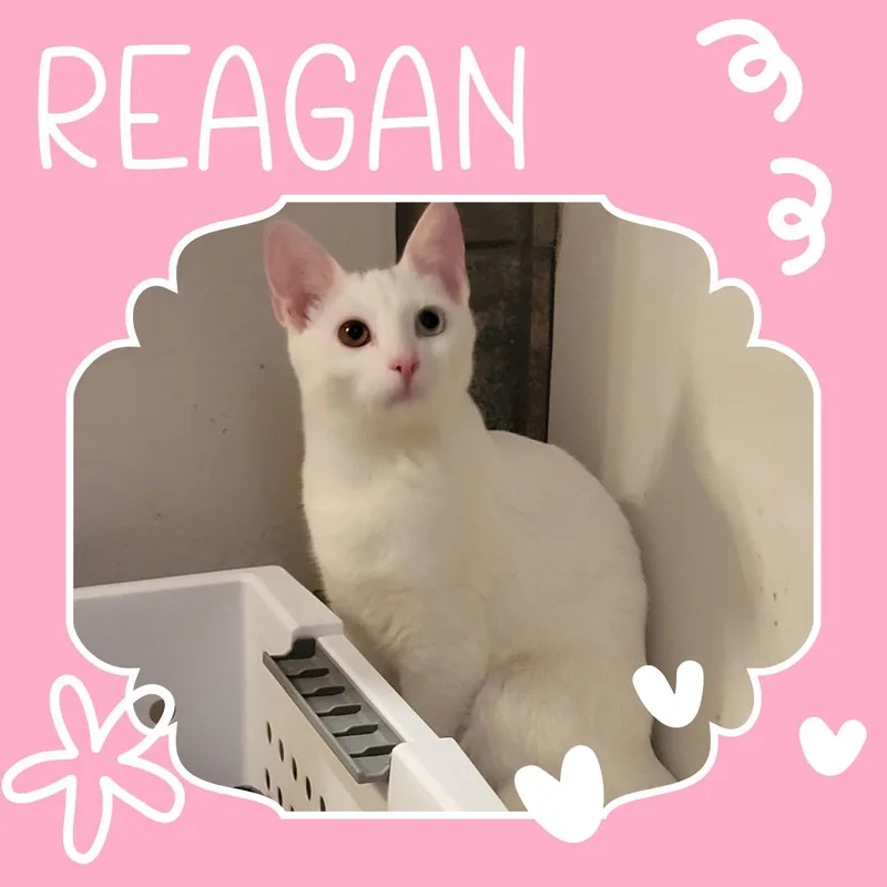 A baby small-sized female Domestic Short Hair cat named Reagan for adoption in Tucson, AZ