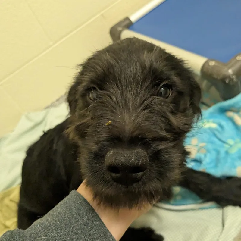A baby small-sized male Black Mixed Breed dog named Benny for adoption in Hendersonville, NC