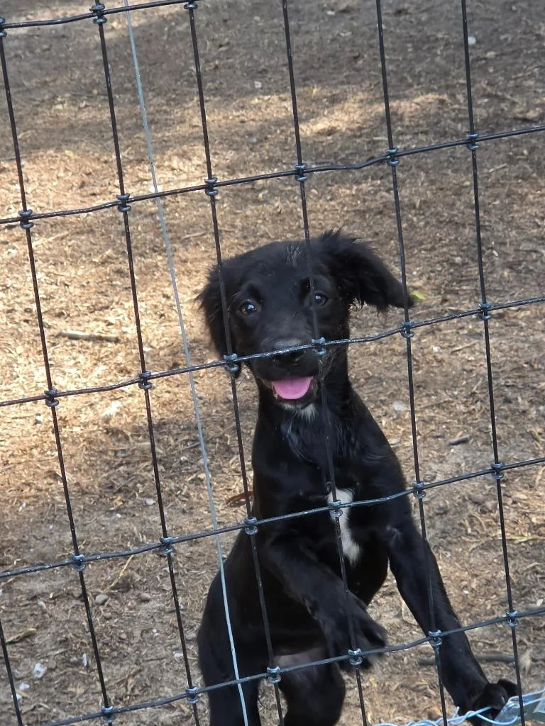A baby medium-sized female Boykin Spaniel dog named Carlie for adoption in Waynesville, GA